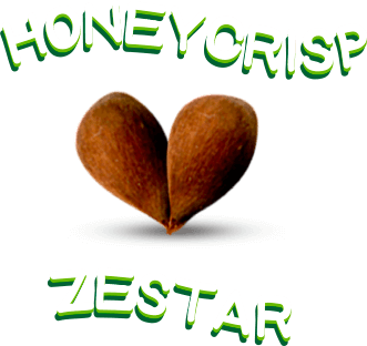 Honeycrisp Zestar
